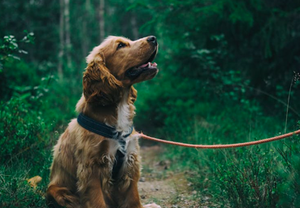 Mai più cani alle catena